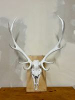 Hirschgeweih Schädel Jagdtrophäe,Weiss, Wanddeko inkl. Haken