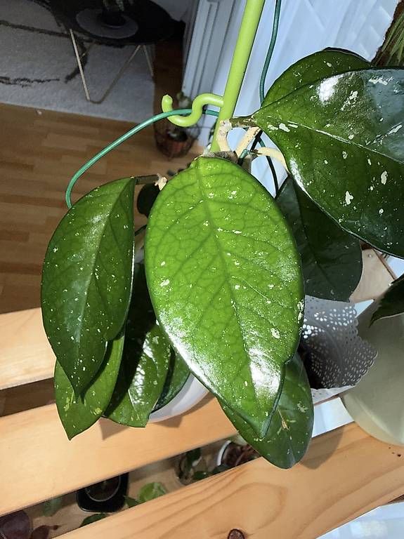 Pflanzen & Samen: Hoya Carnosa – Gebraucht aus Spiez von Lunelu 1