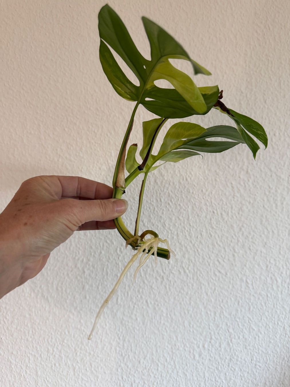 Pflanzen & Samen: 2x Monstera Minima variegata – Gebraucht aus Luzern von Pegasus003 2