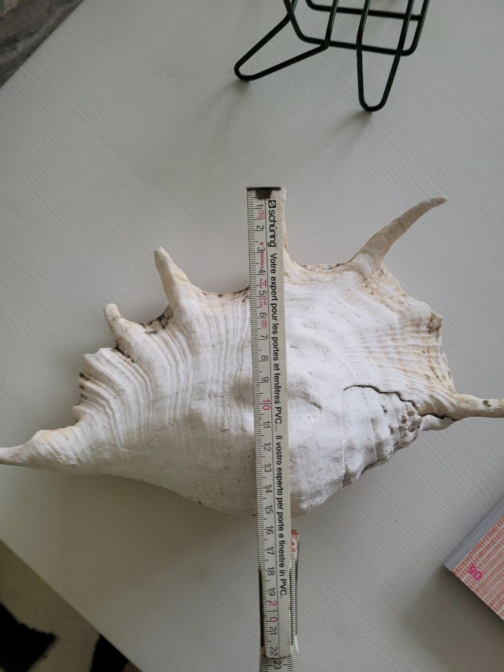 Fossili: Grosse Muschel | Sea Shell Large | Conch – Usato da Zürich venduto da HelloSunshine8048 8