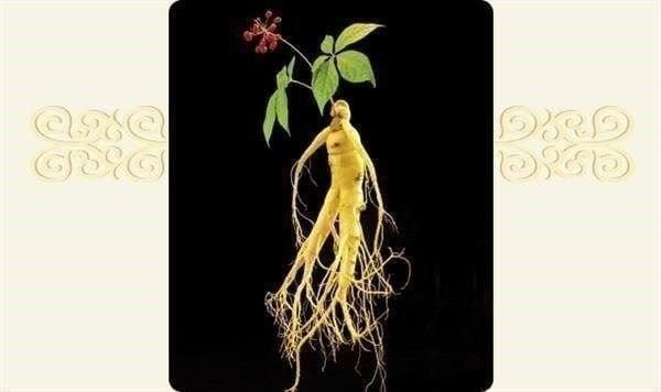 Piante & sementi: Ginseng Rouge de Corée Panax Ginseng 5g – Nuovo (secondo la descrizione) da Bremblens venduto da FIBONACCI369 1