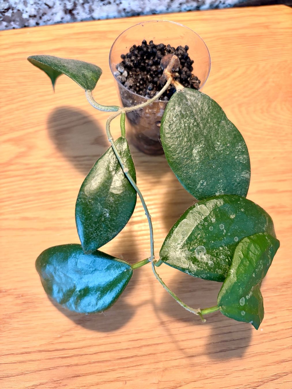Piante & sementi: Hoya Caudata Gold – Usato da Kaiseraugst venduto da dka_b97z