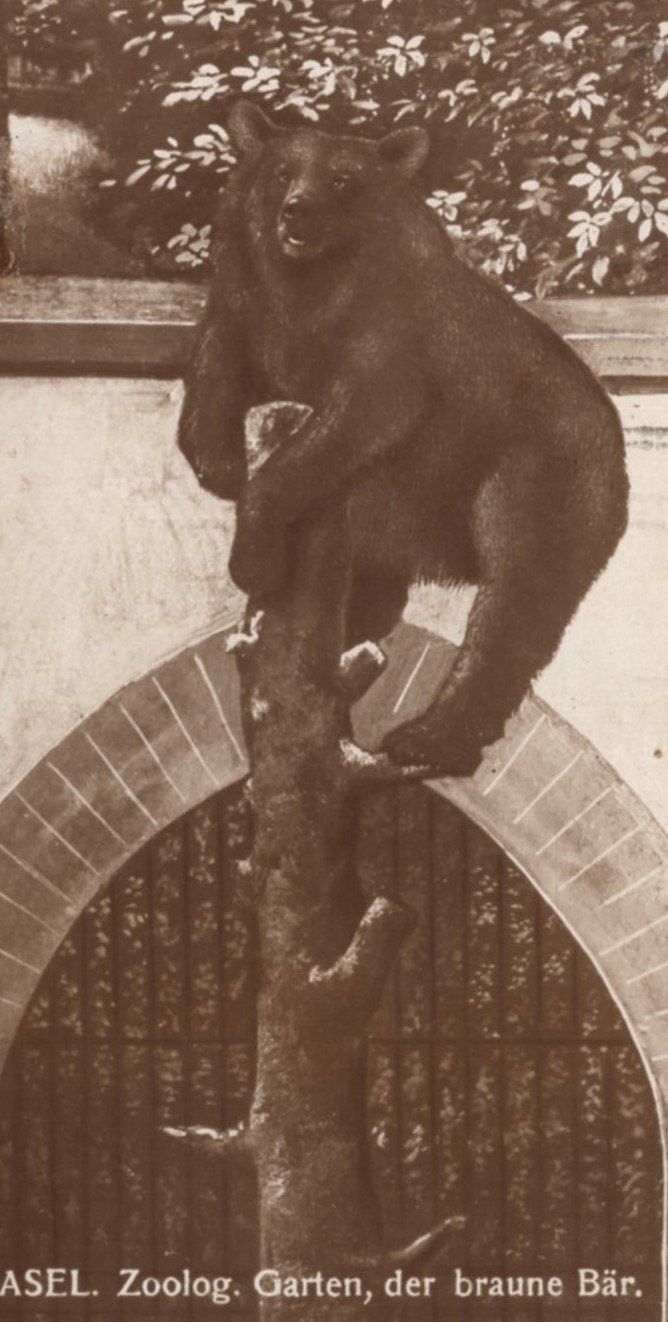 Ansichtskarten: BASEL  Zoolog. Garten, der braune Bär  1922 – Gebraucht aus Aarau von kufi44 1