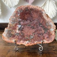 ✲ Versteinertes Holz Fossil ✲ 672g / 160mm Petrified Wood