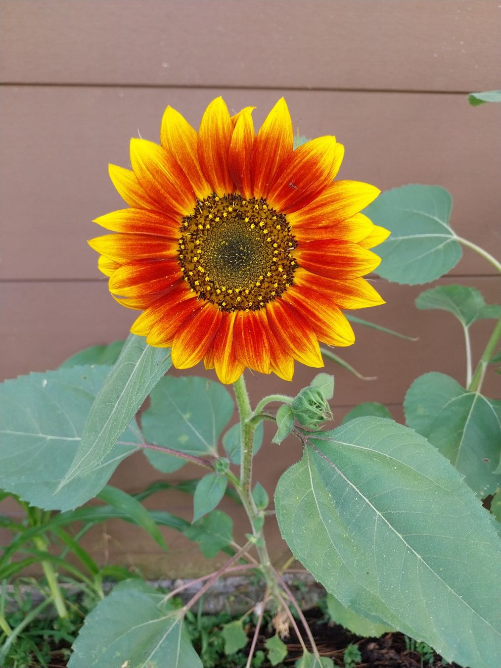 Piante & sementi: Samen Sonnenblumen 4 Sorten a 3Stk. 2026 – Usato da Schwaderloch venduto da bademeister79 4