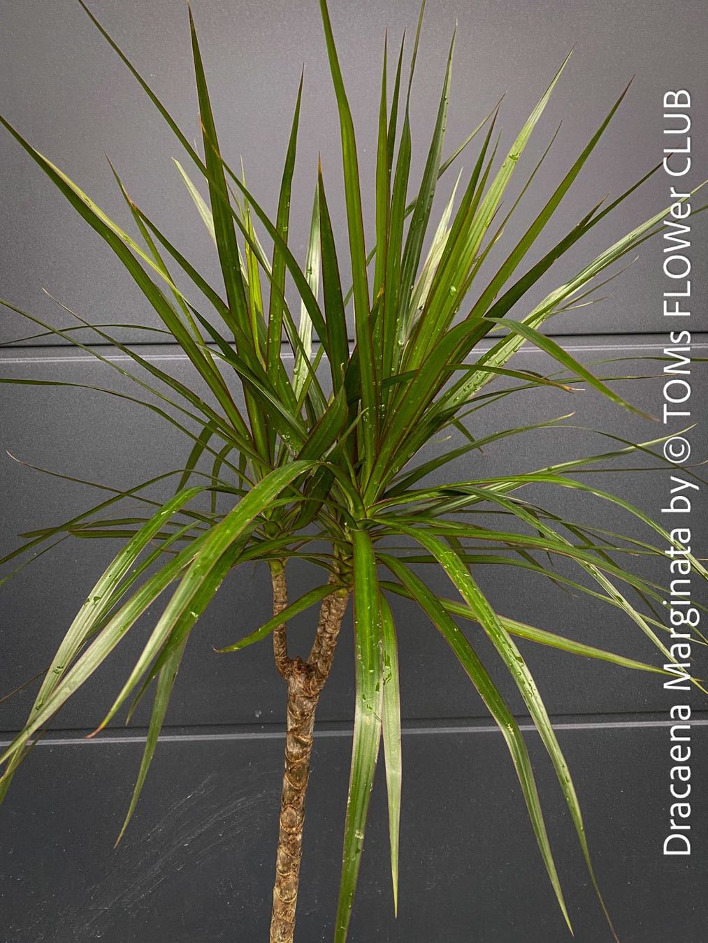 Piante & sementi: Dracaena Marginata - das elegante Drachenbaum - Bäumchen – Nuovo e nell'imballaggio originale da Adliswil venduto da astom369 5