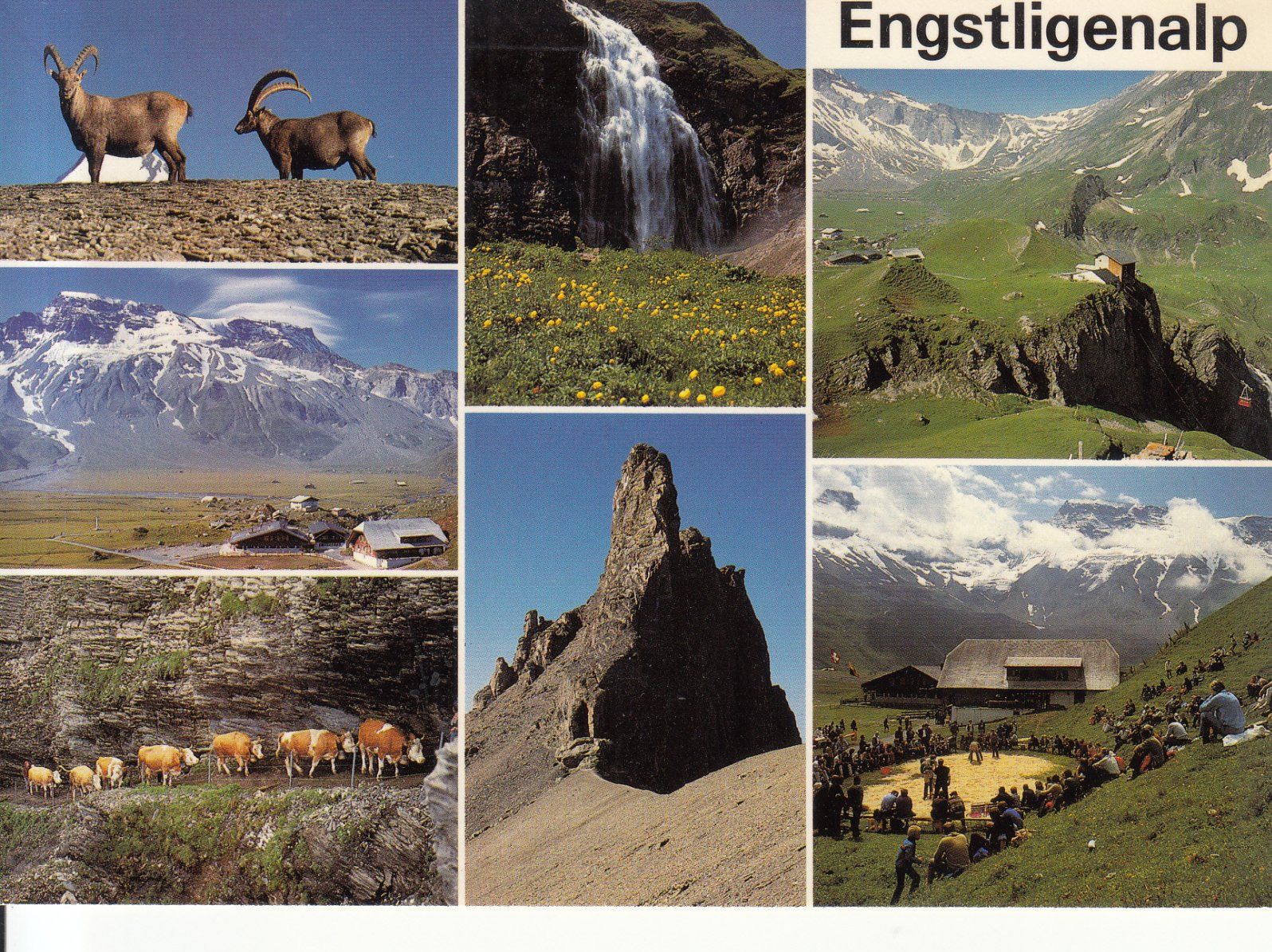 Ansichtskarten: Engstligenalp 1985 – Gebraucht aus Bürglen TG von StampGraf