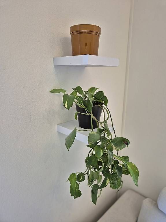 Wandhalterungen: Wandhalterung + Blume + Top – Gebraucht aus Basel von jul_hr8h