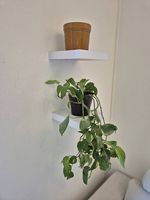 Wandhalterung + Blume + Top