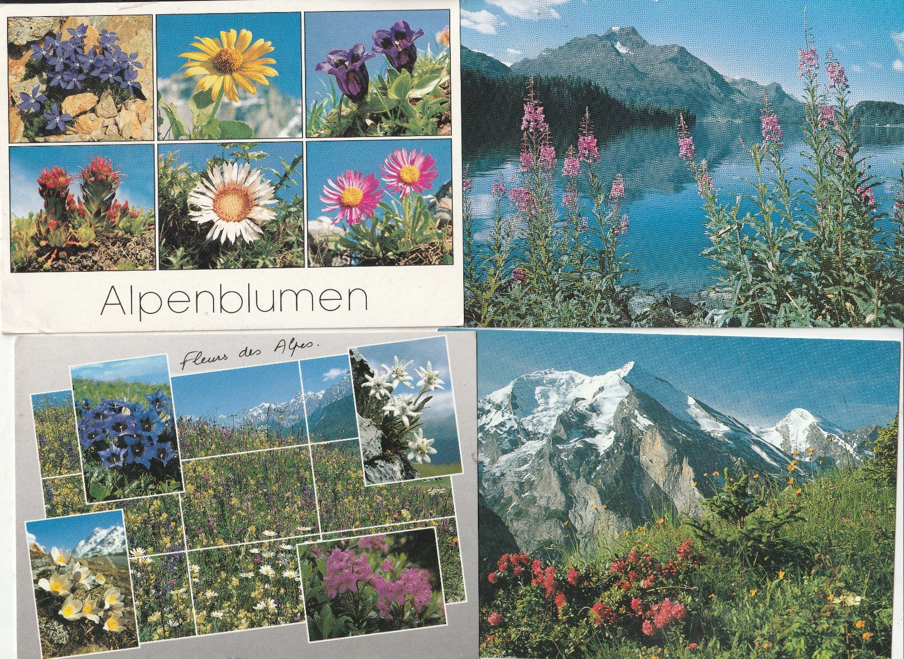 Cartoline postali: 40  Blummenkarten – Usato da Lumbrein venduto da made02 8