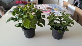 Zwei künstliche Pflanzen Kräuter 9 cm IKEA FEJKA