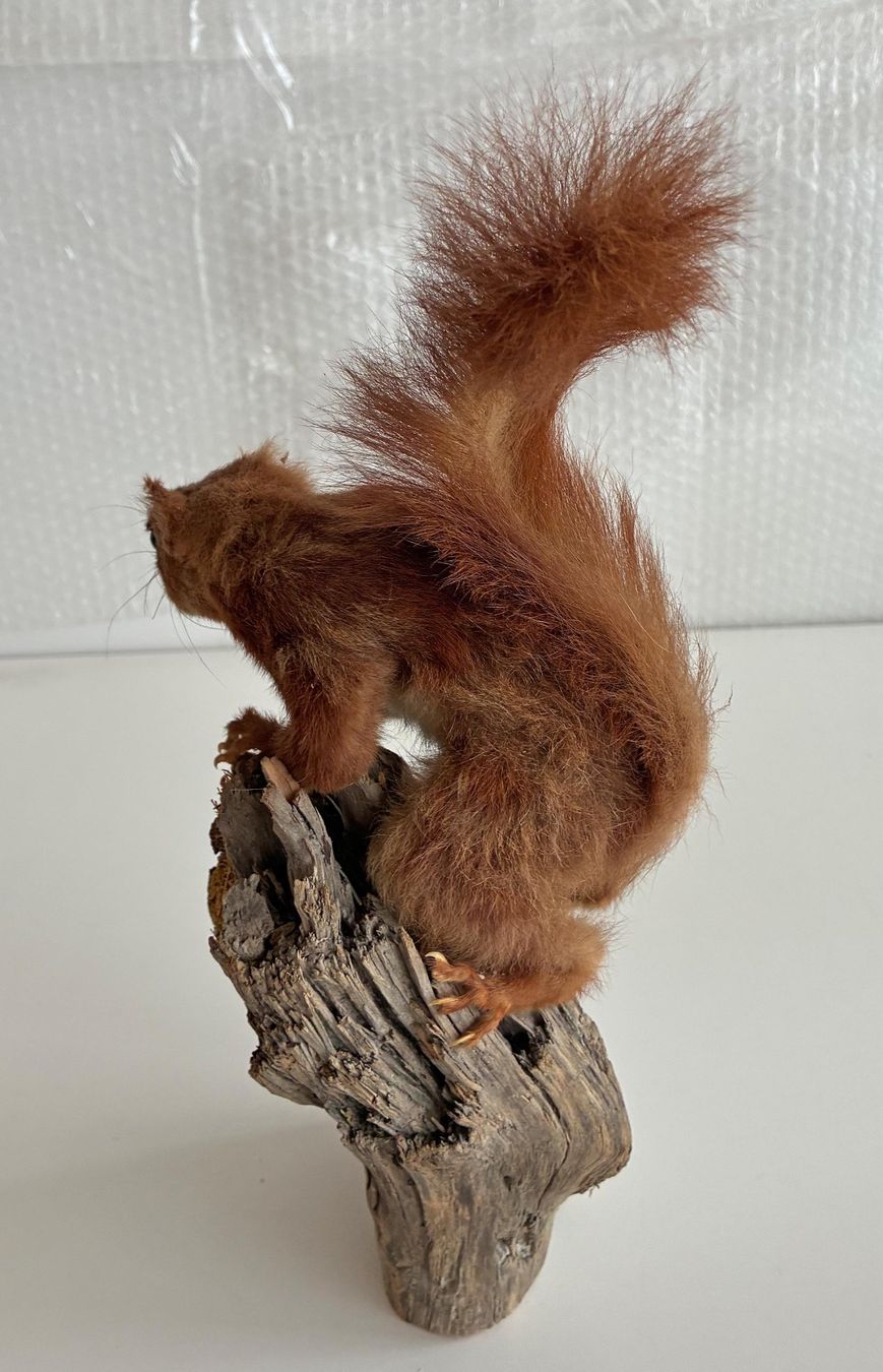 Monde des animaux: Eichhörnchen – D'occasion à Bäretswil par robsonantik 2