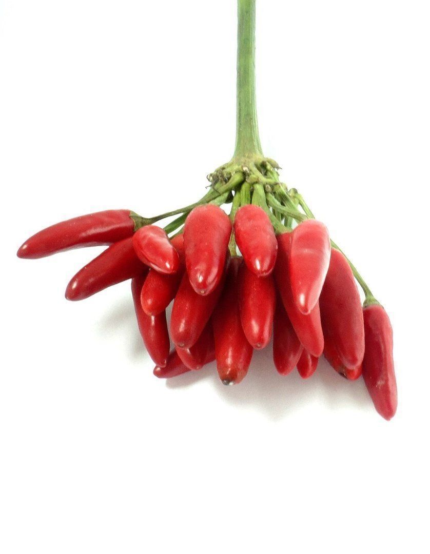 Pflanzen & Samen: 50 Samen ETNA Chili – Neu (gemäss Beschreibung) aus Ehrendingen von VerveinaSamen 3