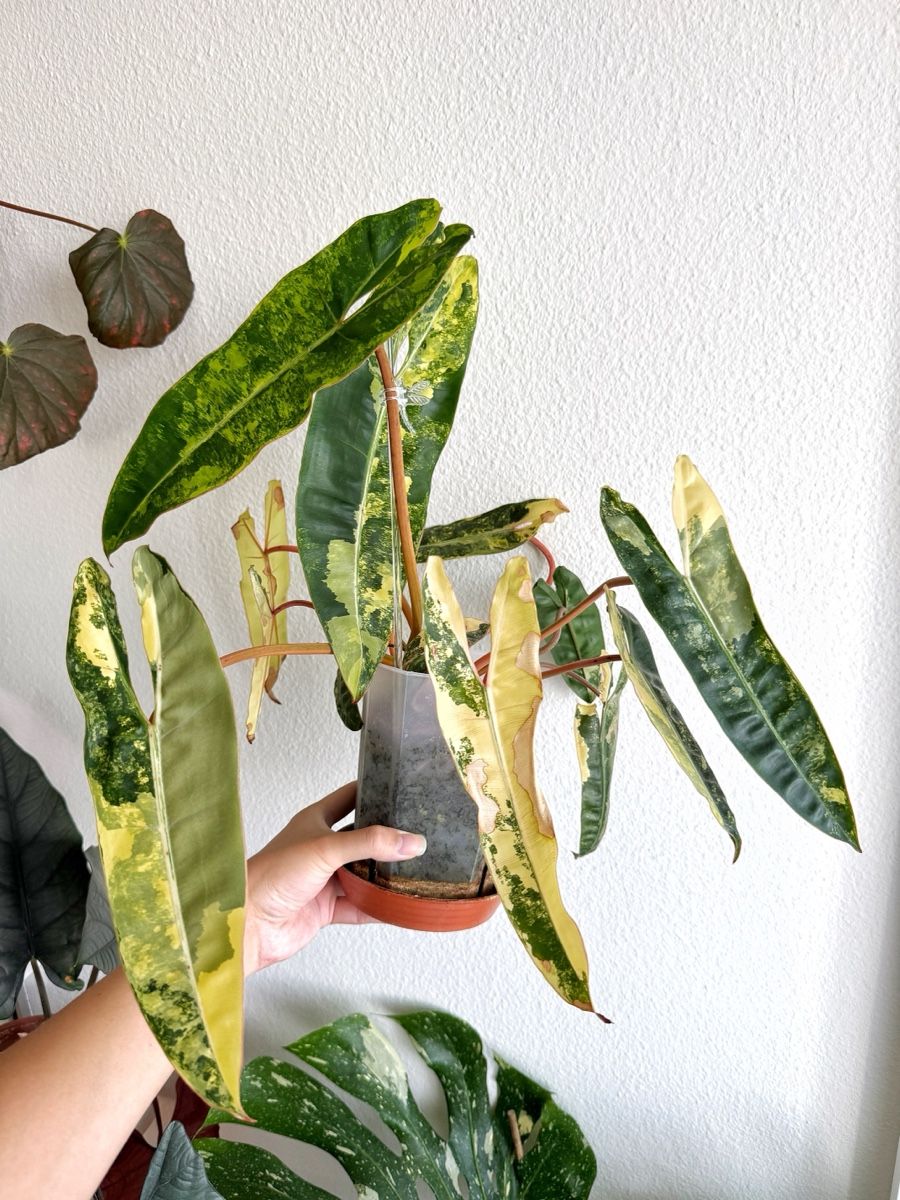 Piante & sementi: Philodendron Billietiae Variegata – Nuovo (secondo la descrizione) da Bern venduto da Lucas_Ma