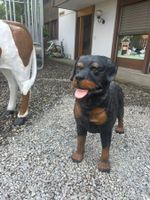 Rottweiler 3D- Lebensgrosse Tierfiguren
