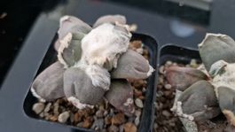 Ariocarpus Retusus cv. Mituibo (Auf Ornatum & Glaucescens)