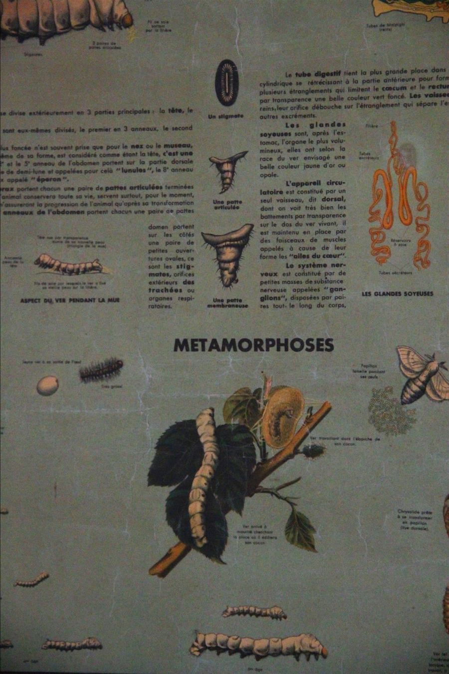 Foto & Immagini: massives Holzbild "Metamorphose" – Usato da Birrwil venduto da brandschatz_birrwil 9