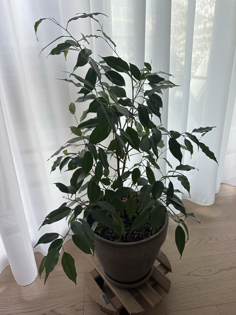 Piante & sementi: Ficus benjamina in Topf – Usato da Chur venduto da sar_l5cn 3