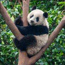 Profile image of Disc-Panda