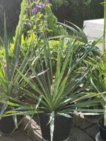 Blaue Yucca Palme Palmlilie Pflanze Balkon Terrasse Zimmer