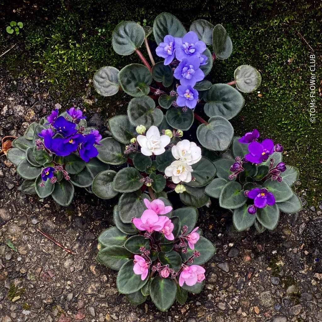 Piante & sementi: Saintpaulia Ionantha / African Violet – Nuovo e nell'imballaggio originale da Adliswil venduto da astom369