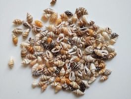 100 MUSCHELN ZUR DEKORATION