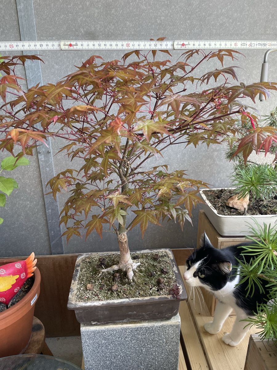 smart-bonsai-qi b7 Red Tip Mountain Plume Pine main image 0