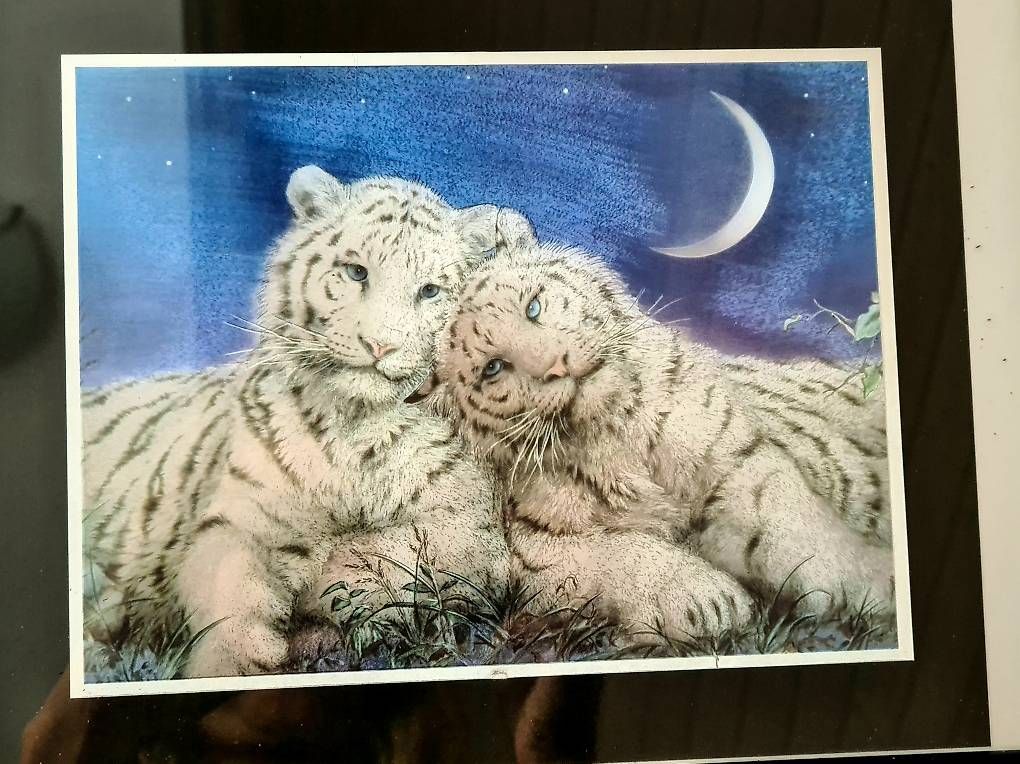 Foto & Immagini: Bild mit Rahmen (Glanzfolie), Tiger – Usato da Hettlingen venduto da Sylvia24 1