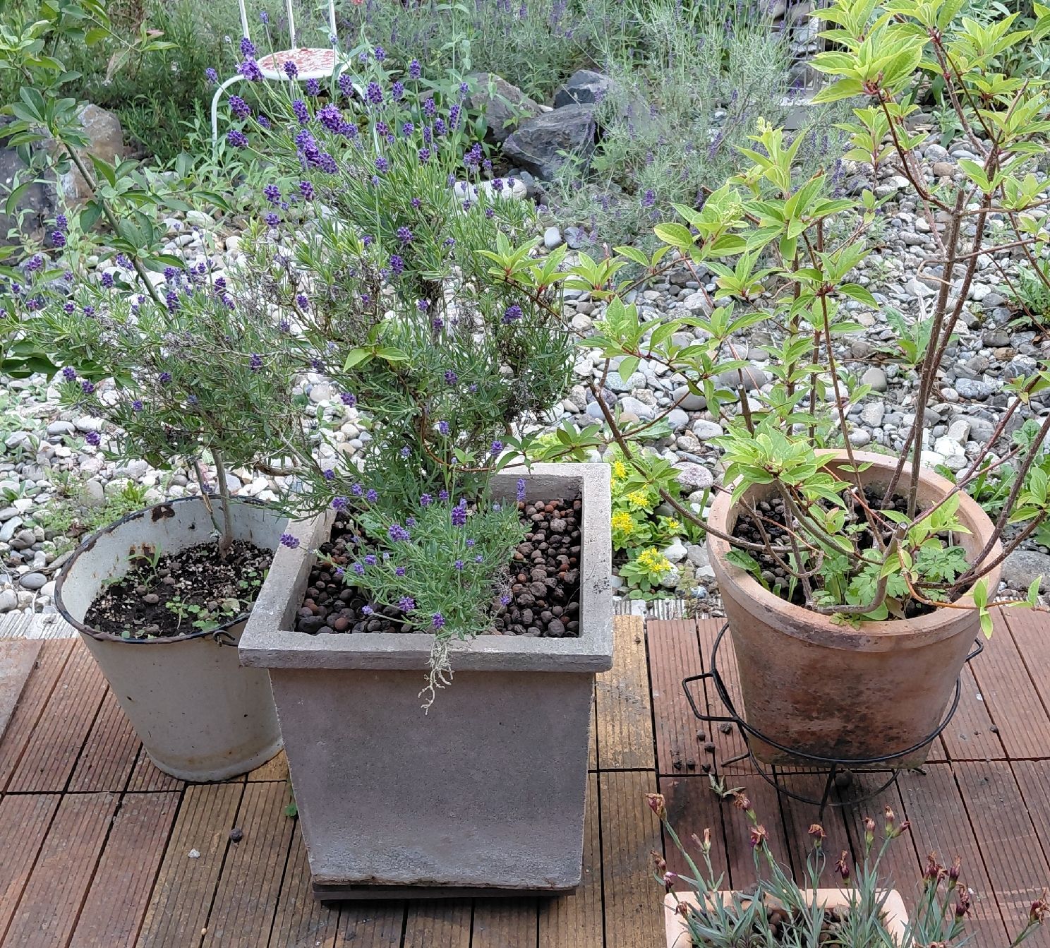 Piante & sementi: Gartenpflanzen diverse 10 stk – Usato da zuchwil venduto da parson65 1