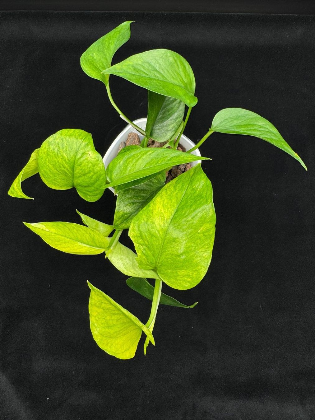 Pflanzen & Samen: Epipremnum aureum 'Jessenia' in Semihydro – Neu (gemäss Beschreibung) aus Bühler von googelibear