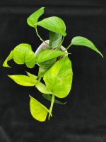 Epipremnum aureum 'Jessenia' in Semihydro