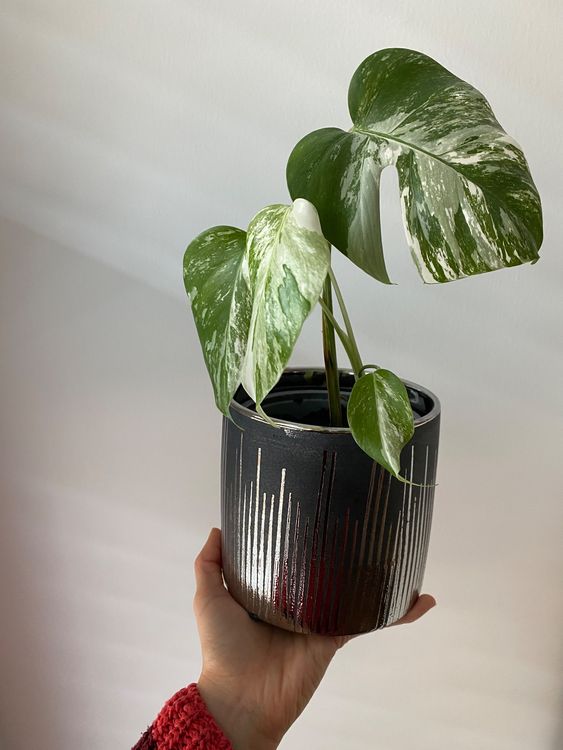 Monstera Deliciosa Weiss