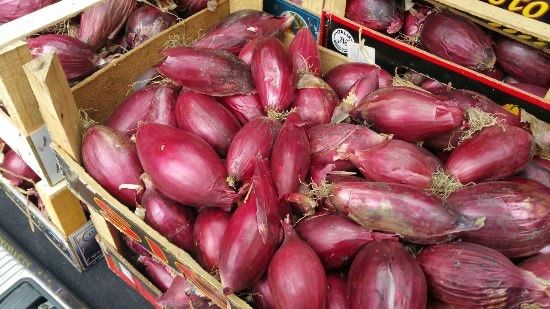 Pflanzen & Samen: 300 Samen Zwiebel ROSSA LUNGA DI FIRENZE – Neu (gemäss Beschreibung) aus Ehrendingen von VerveinaSamen 3