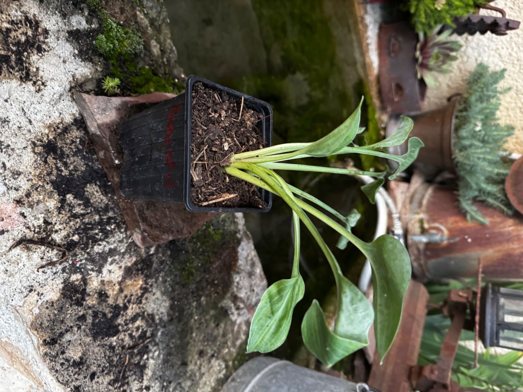 Plantes & graines: Hosta bashful – D'occasion à Lajoux JU par Briard0