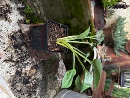 Hosta bashful