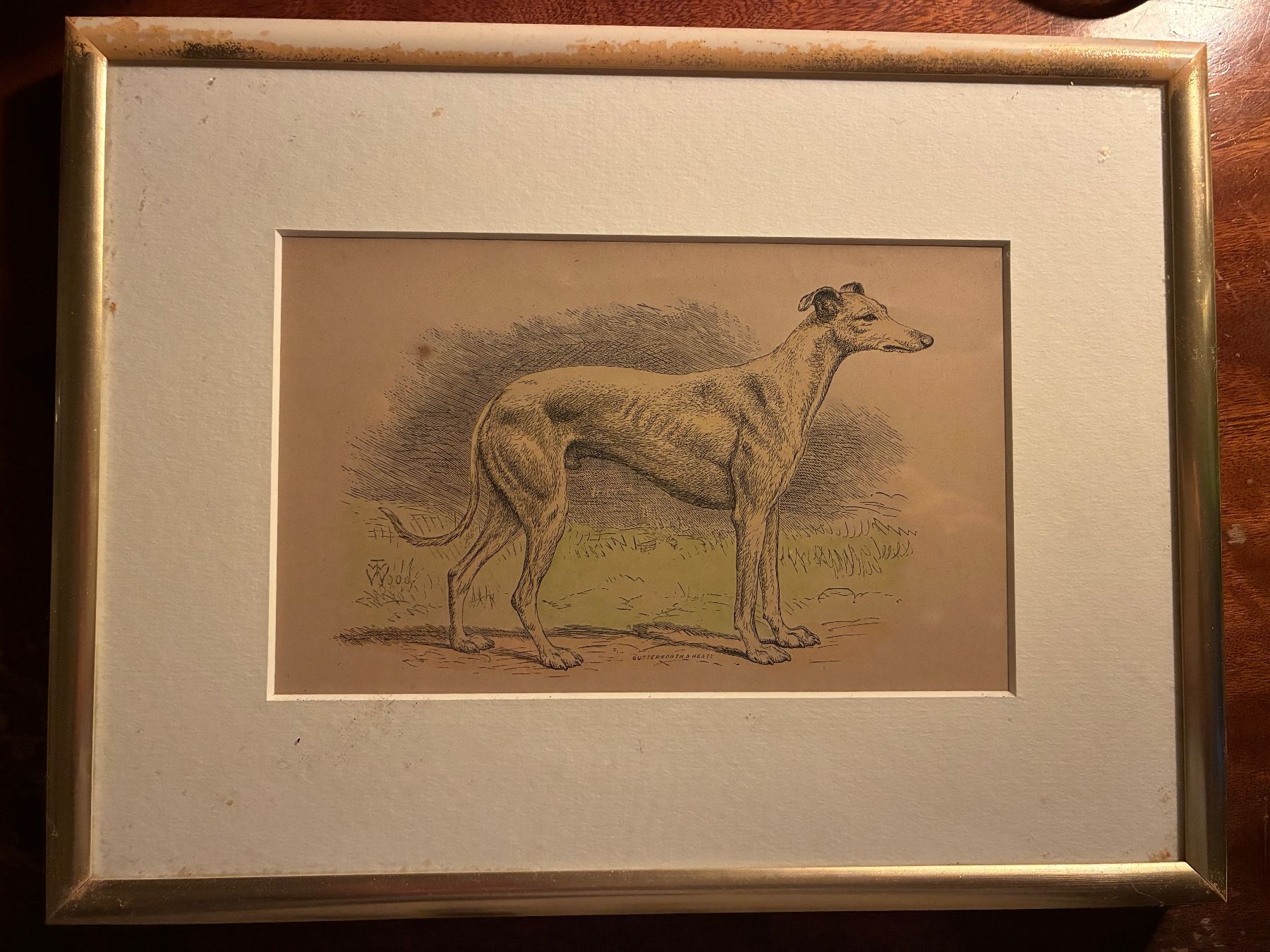 Incisioni: Ancienne gravure levrier Whippet – Usato da Paudex venduto da micinque
