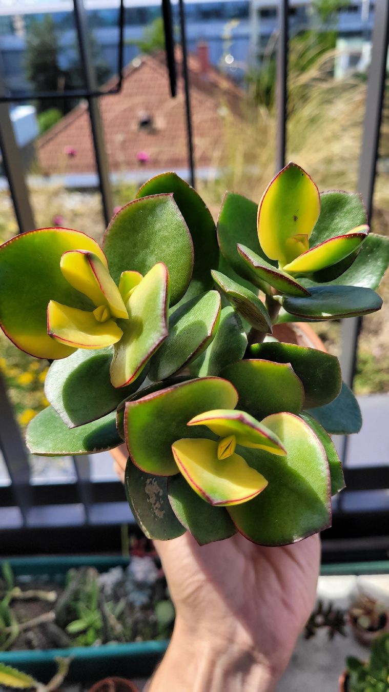 Piante & sementi: Crassula ovata "Maruba Nishiki" – Nuovo (secondo la descrizione) da Zürich venduto da The_Plant_Wizard 2
