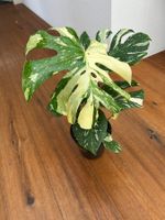 Monstera Thai Constellation💚