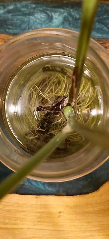 Piante & sementi: 1 Albino Monstera, 2 Normale – Usato da Zürich venduto da ale_xxz7 2