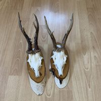 2 Stk. Rehkopf Trophäen mit Geweih, Unikat, für Deko