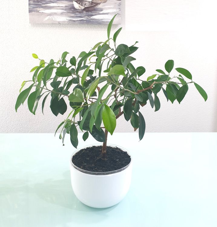 Pflanze Bonsai Birkenfeige / Ficus benjamina / Benjamini Kaufen auf