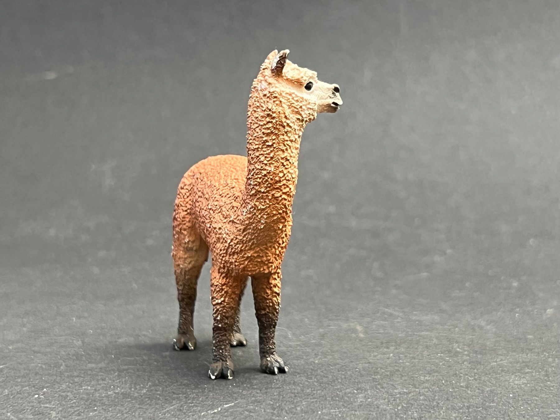 Schleich Statuette: Schleich 13703 Alpaka Hengst – Usato da Ennetbaden venduto da mapa05 9
