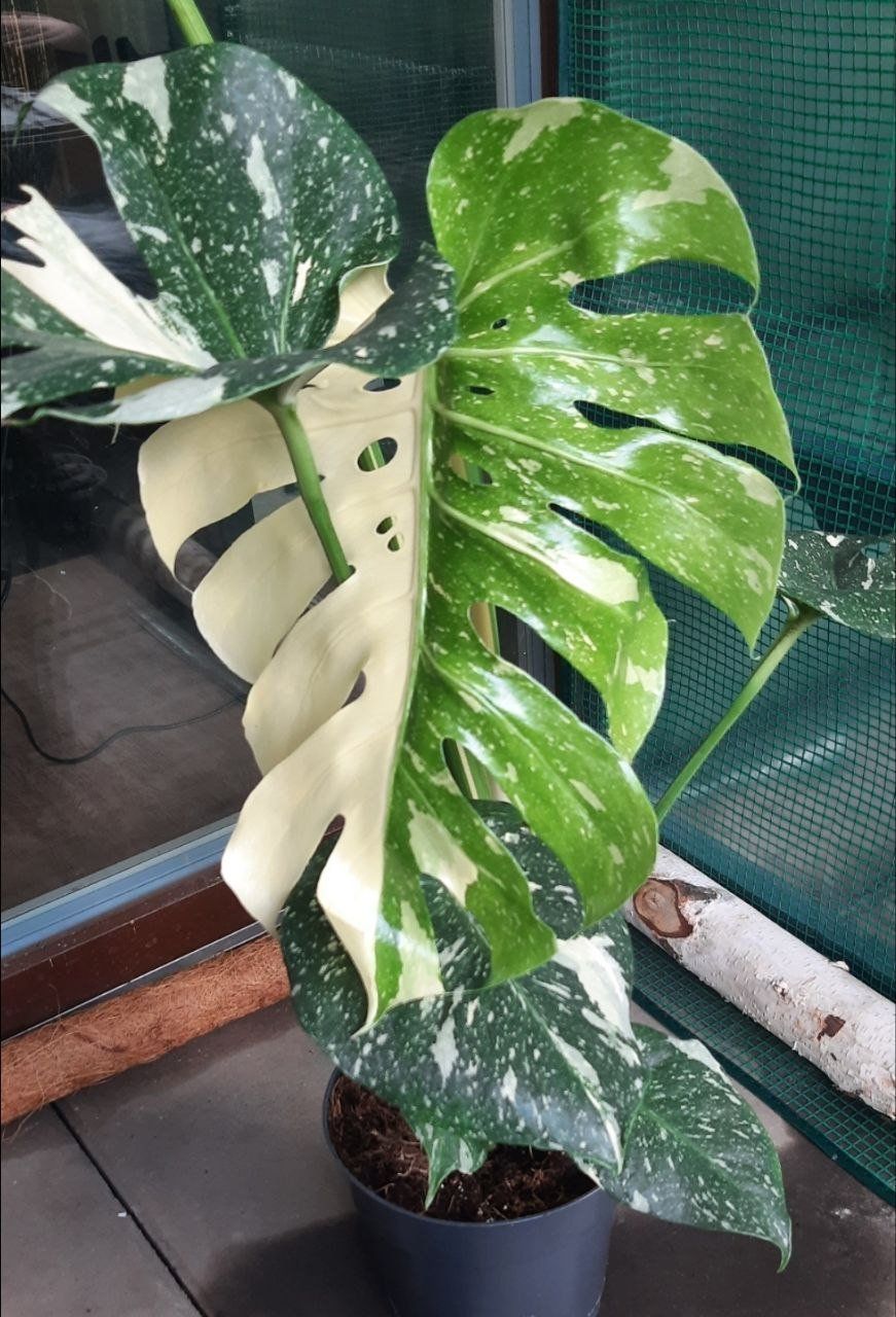 Plantes & graines: Grosse Monstera Thai Constellation 'Creme Brulee' Half-Moon – Neuf (Voir description) à Murg par rog_9fkd 1