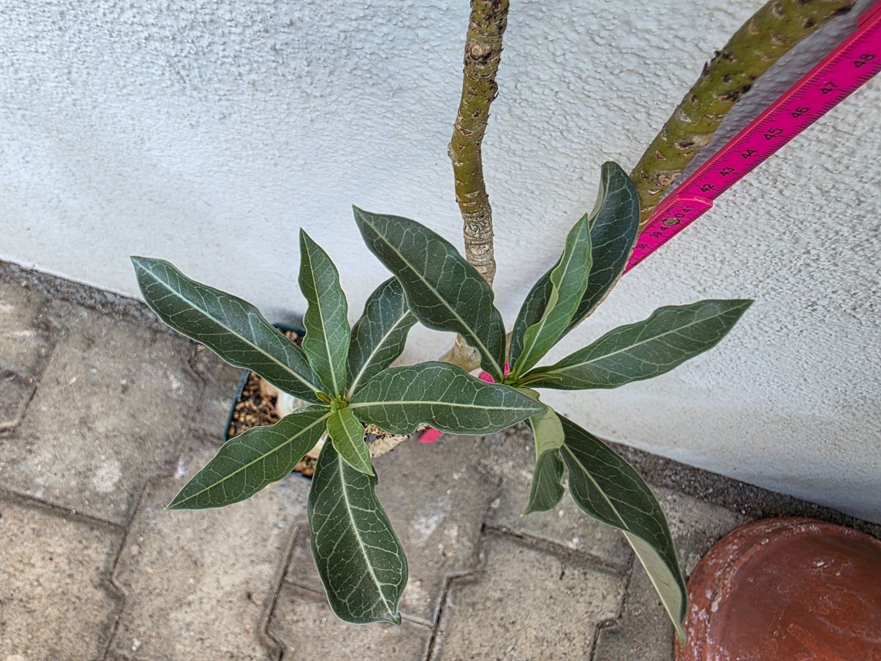 Piante & sementi: Adenium obesum / Wüstenrose – Nuovo (secondo la descrizione) da Thalheim venduto da silvara01 4