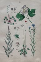 Antike Lithographie BOTANIK, 1880 - Dekorativ, 27 x 18 cm