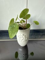 Pilea Peperomioides Zimmerpflanze im Topf guter Zustand