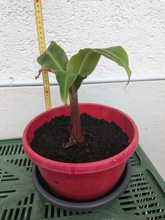 Pflanze Bananen Staude mit Topf, ca. 34 cm hoch Kaufen auf Ricardo