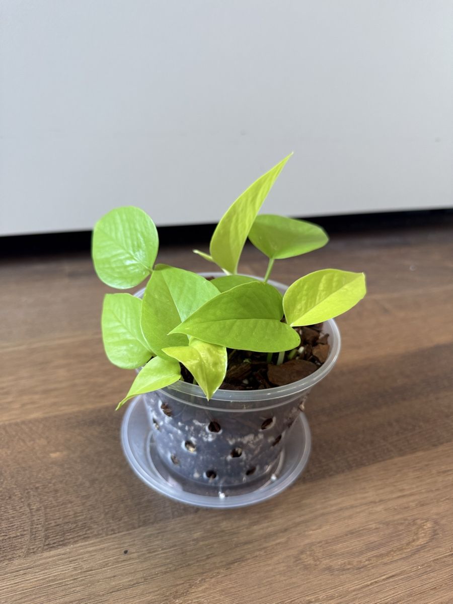 Piante & sementi: Neon Pothos – Usato da Zürich venduto da bau_d56d 1