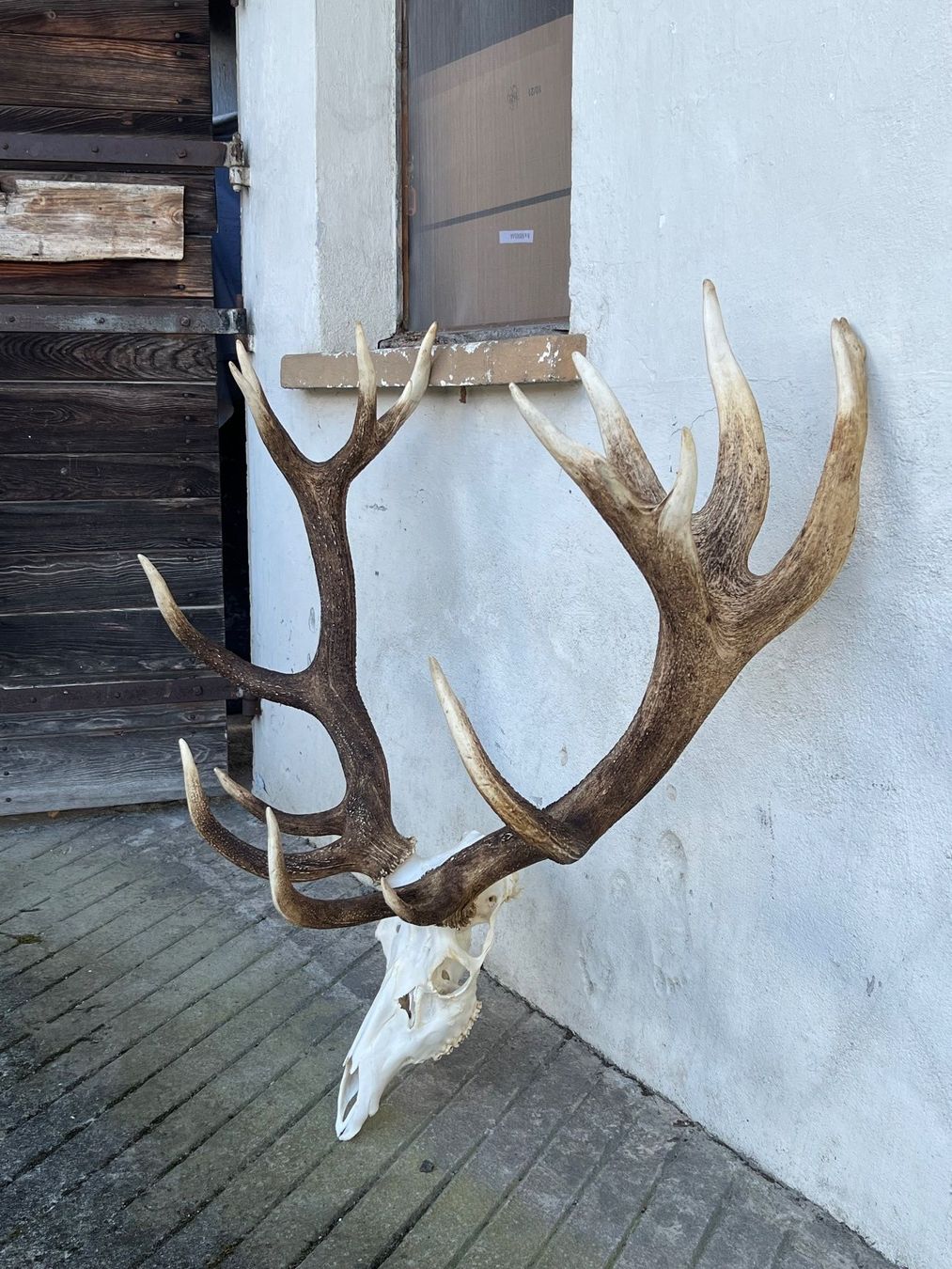 Altre raccolte & rarità: Hirsch Geweih 11,7 Kg riesig! – Usato da Vaduz venduto da Vella007 9
