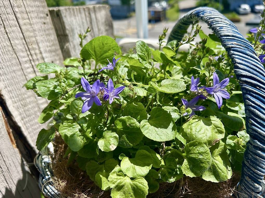 Plantes & graines: Glockenblumen im Korb  – D'occasion à Frauenfeld par Irene.Schuppli 4